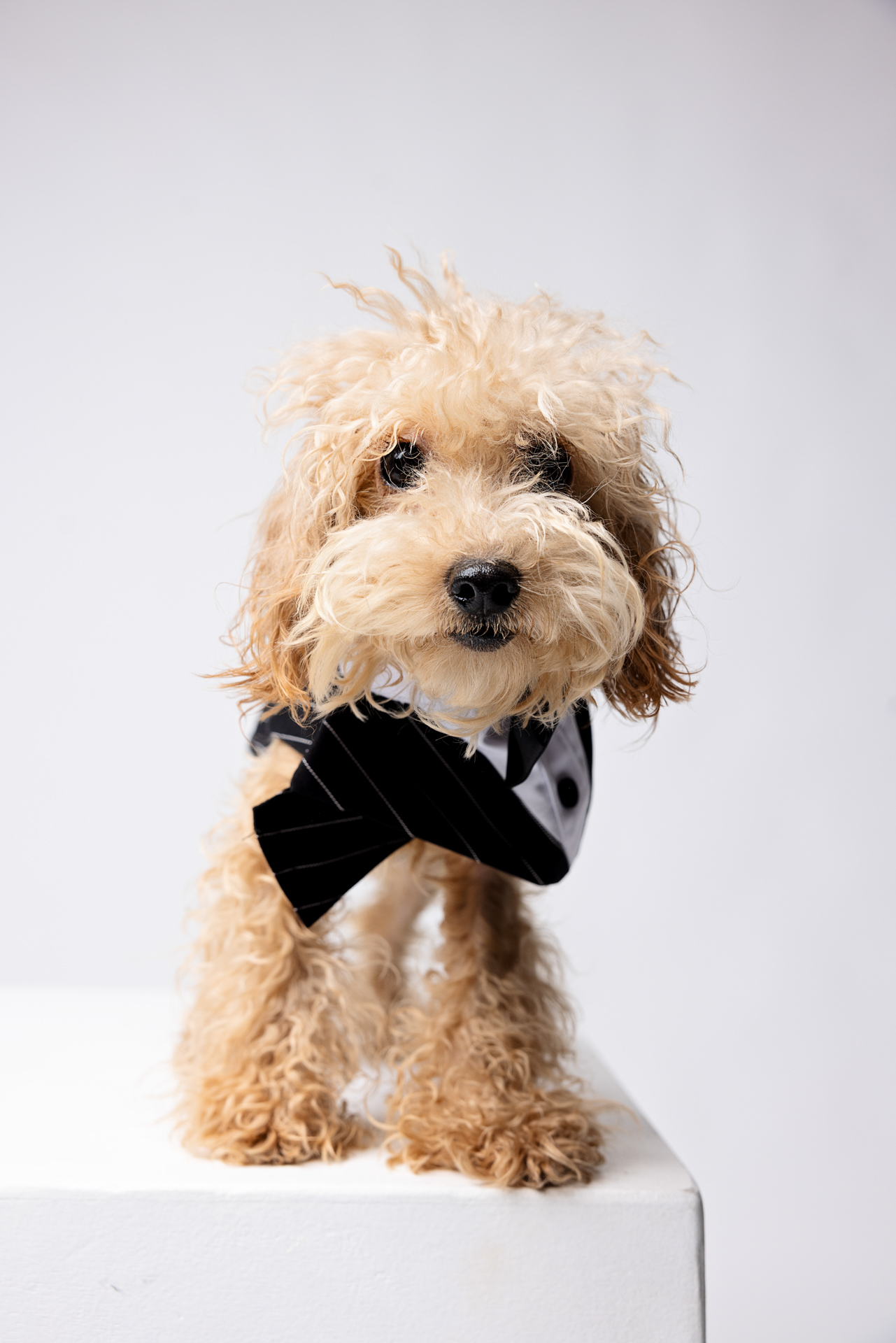 pets – 7
