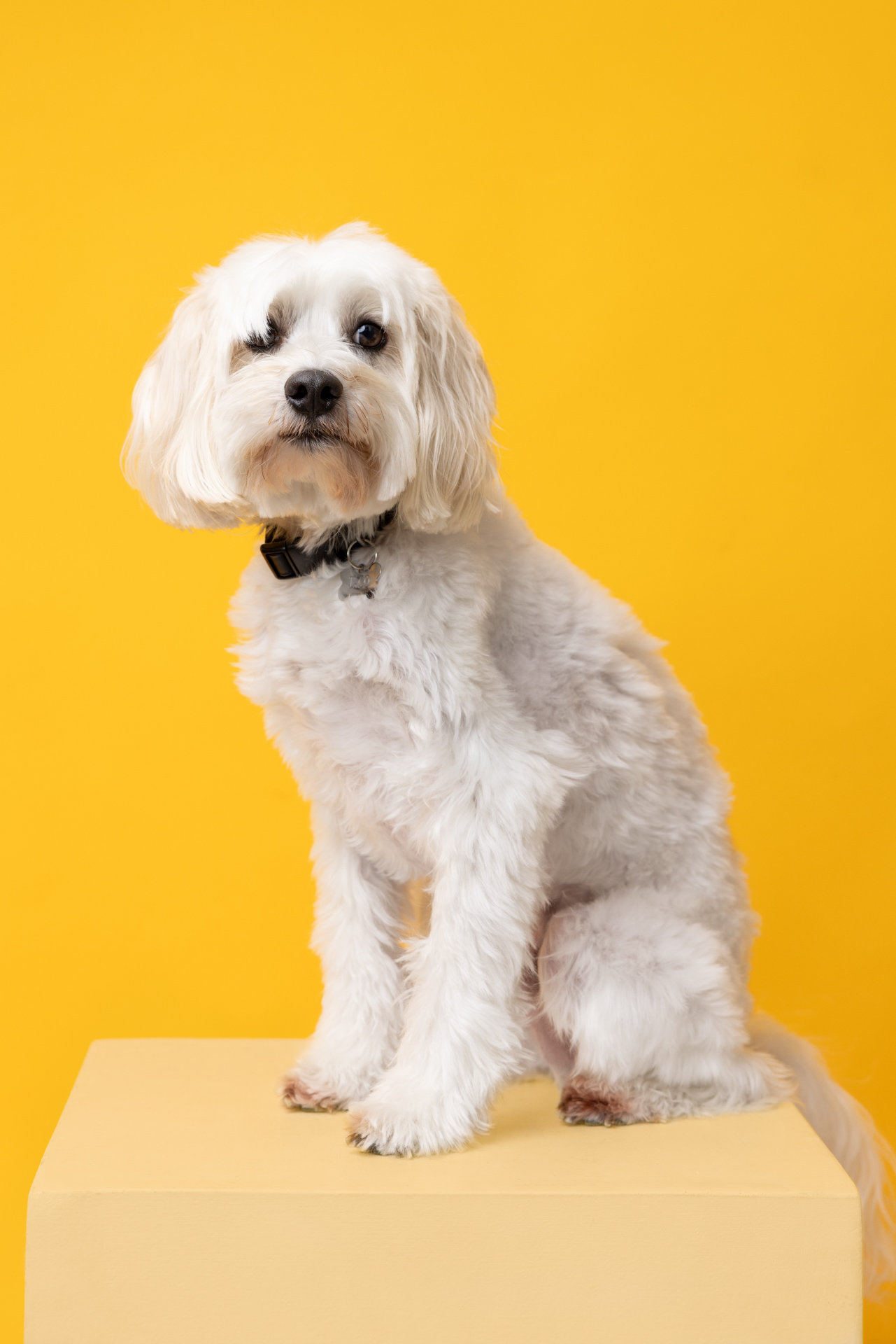 pets – 4