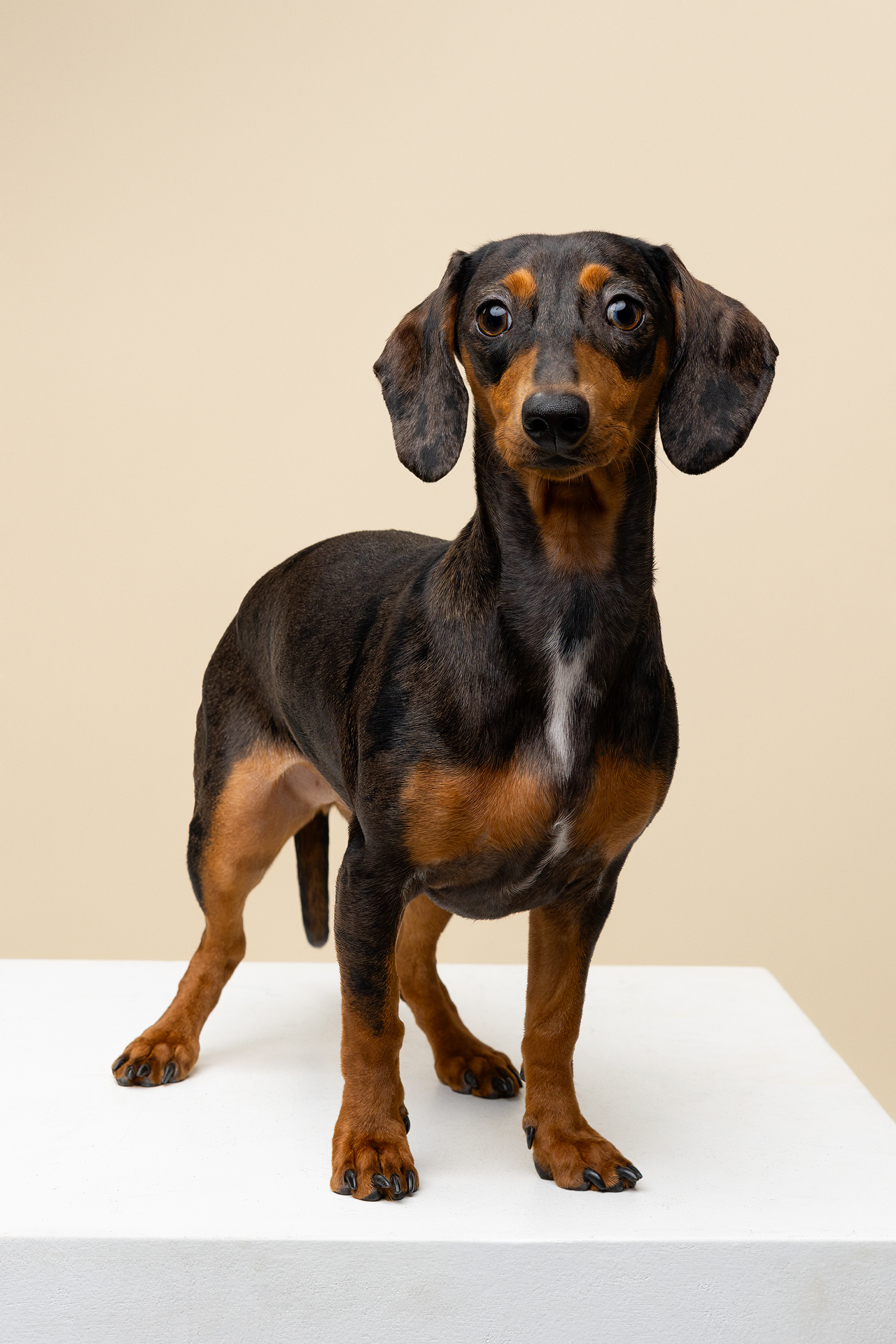 pets – 5